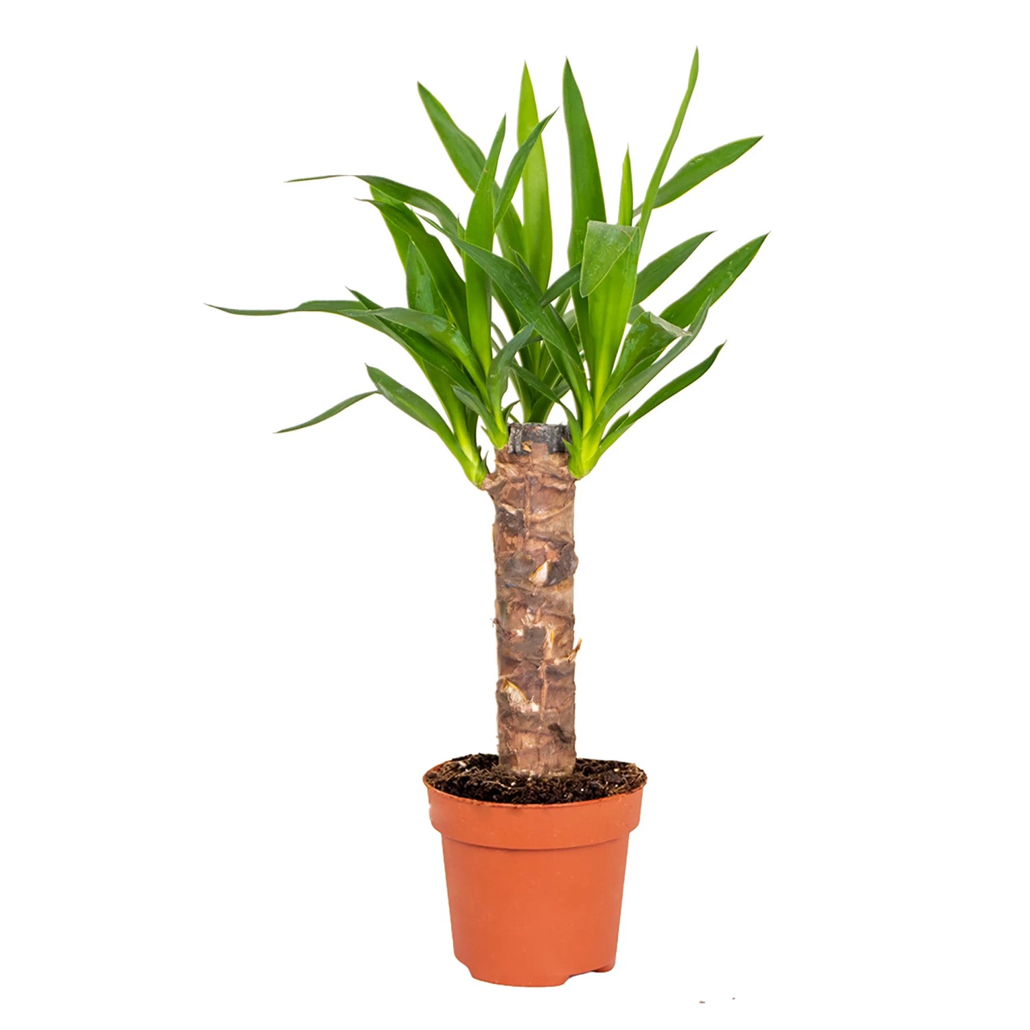 GROW by OBI Palmlilie (Yucca Elephantipes) im Topf, Zimmerpalme mit grünen Blättern.