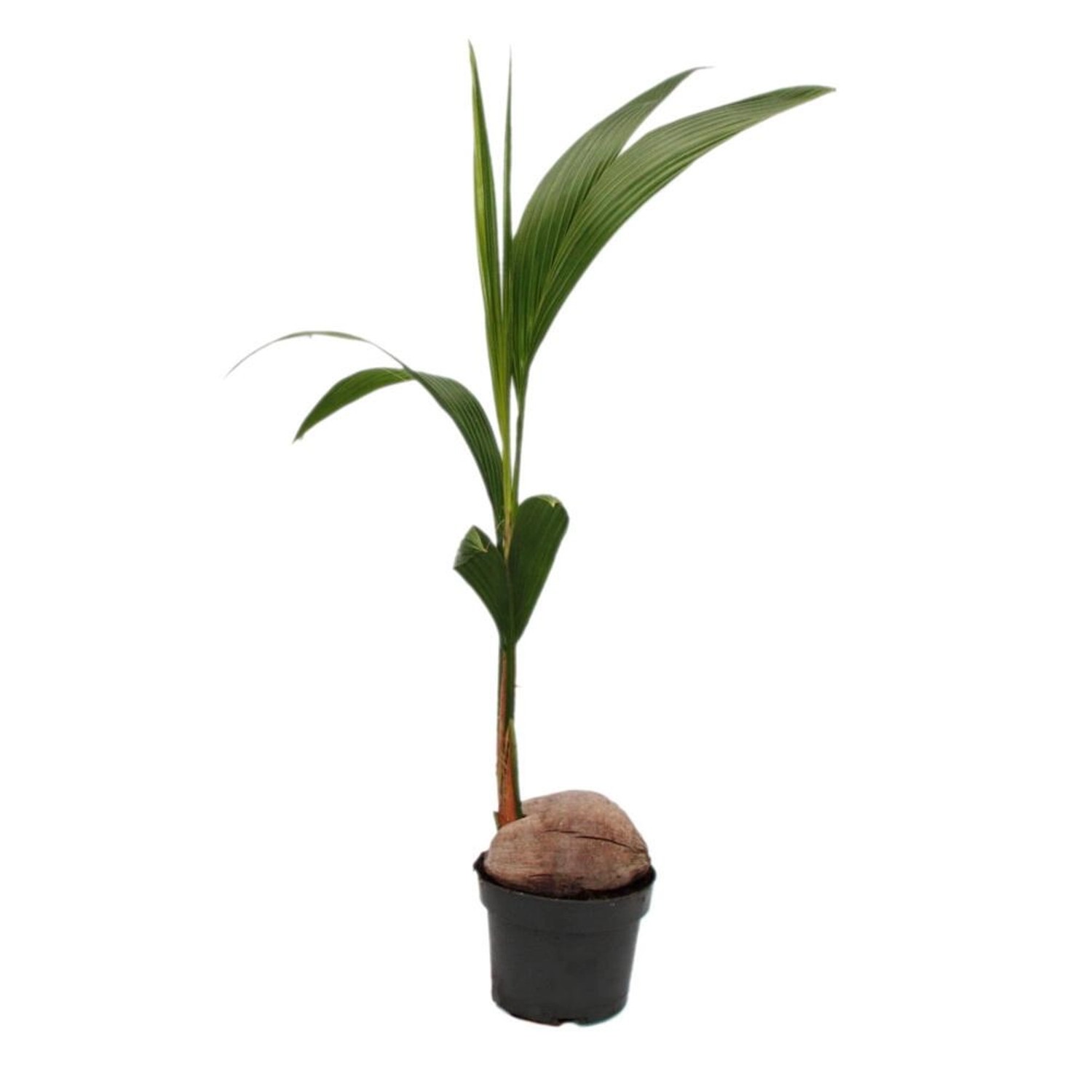 Exotenherz Echte Kokospalme Cocos Nucifera mit Echter Kokosnuss 19cm Topf c günstig online kaufen