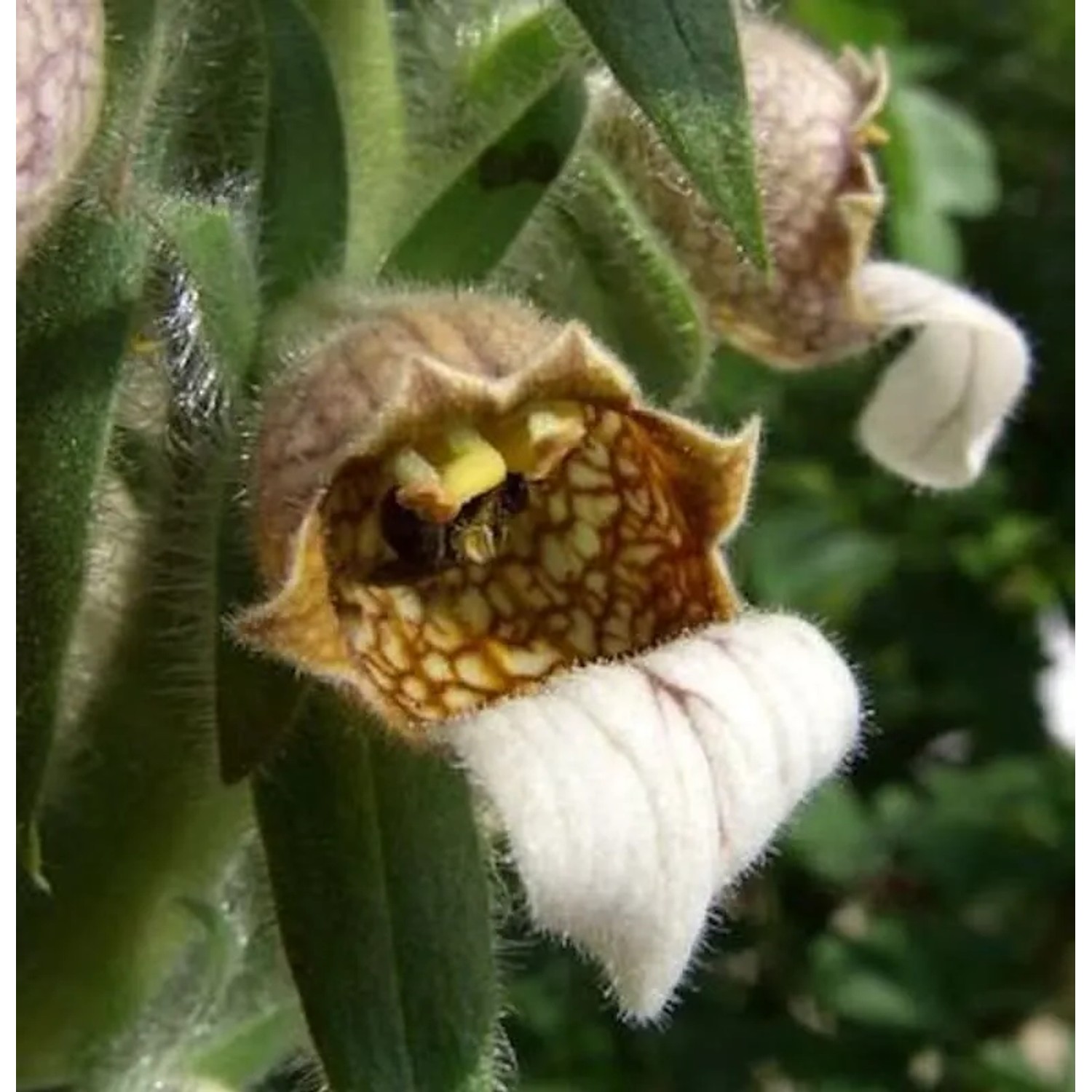 Wolliger Fingerhut - Digitalis,anata