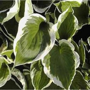 Funkie 'Ground Master' (Hosta cultorum) mit grün-weiß panaschierten Blättern.