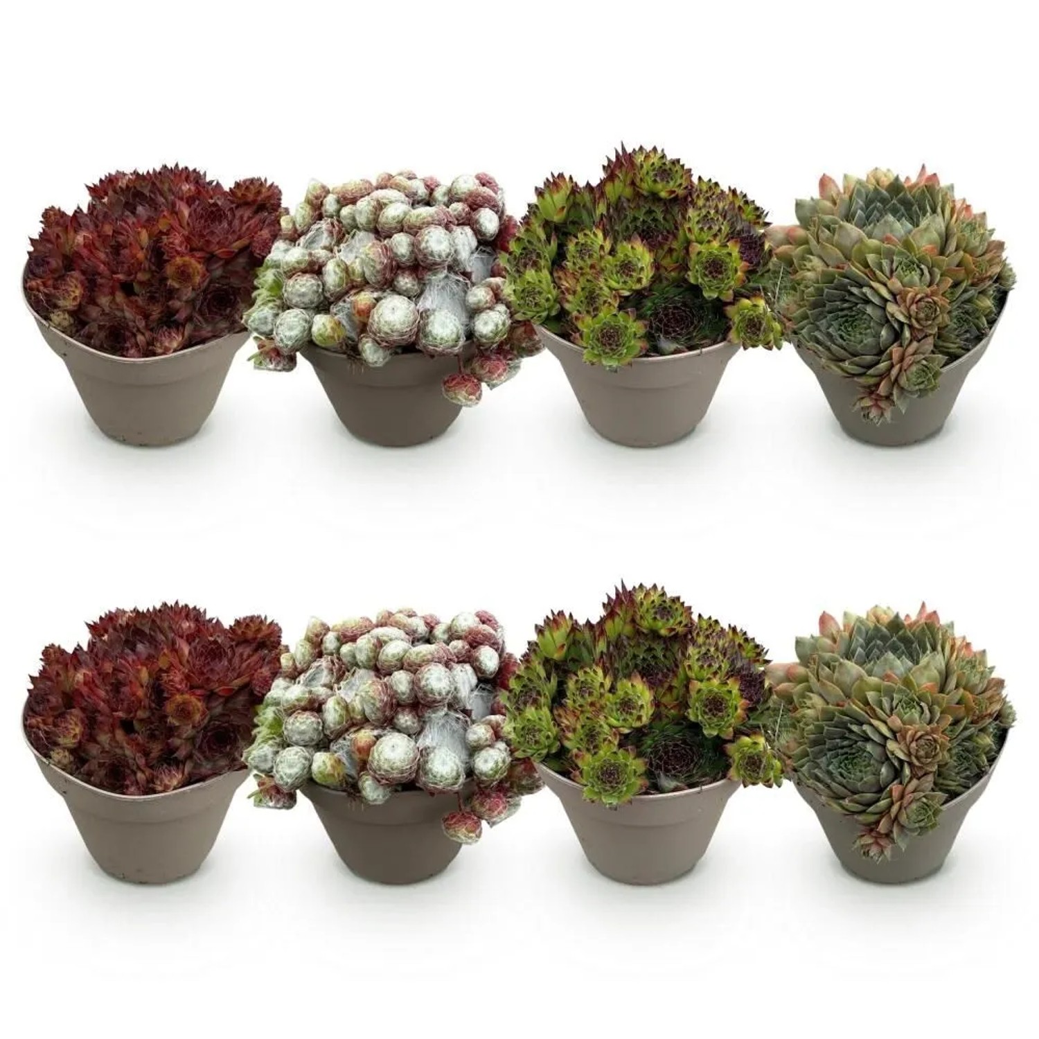 Exotenherz Bodendecker Hauswurz Sempervivum Mix Big Sam 8er Set 14cm Topf günstig online kaufen