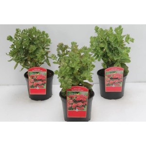 Drei Sedum Hybridum 'Munstead Dark Red' Stauden im 2 Liter Topf.