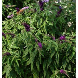 Sommerflieder Santana mit violetten Blüten und grün-gelben Blättern.