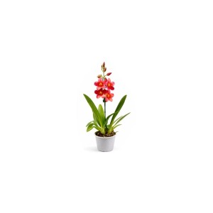 GROW by OBI Cambria-Orchidee mit roten Blüten im Topf, ca. 12 cm Ø.
