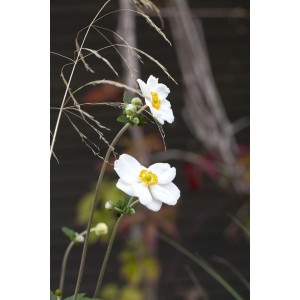 Detailaufnahme der Herbstanemone 'Honorine Jobert' mit weißen Blüten und gelber Mitte im Topf.