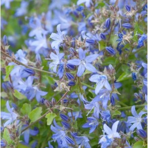 Nahaufnahme der blauen Glockenblume (Campanula poscharskyana) mit grünen Blättern.