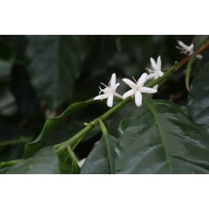 Blühender Blu Kaffeestrauch im Topf (ca. 12 cm Ø) mit weißen Blüten und grünen Blättern.