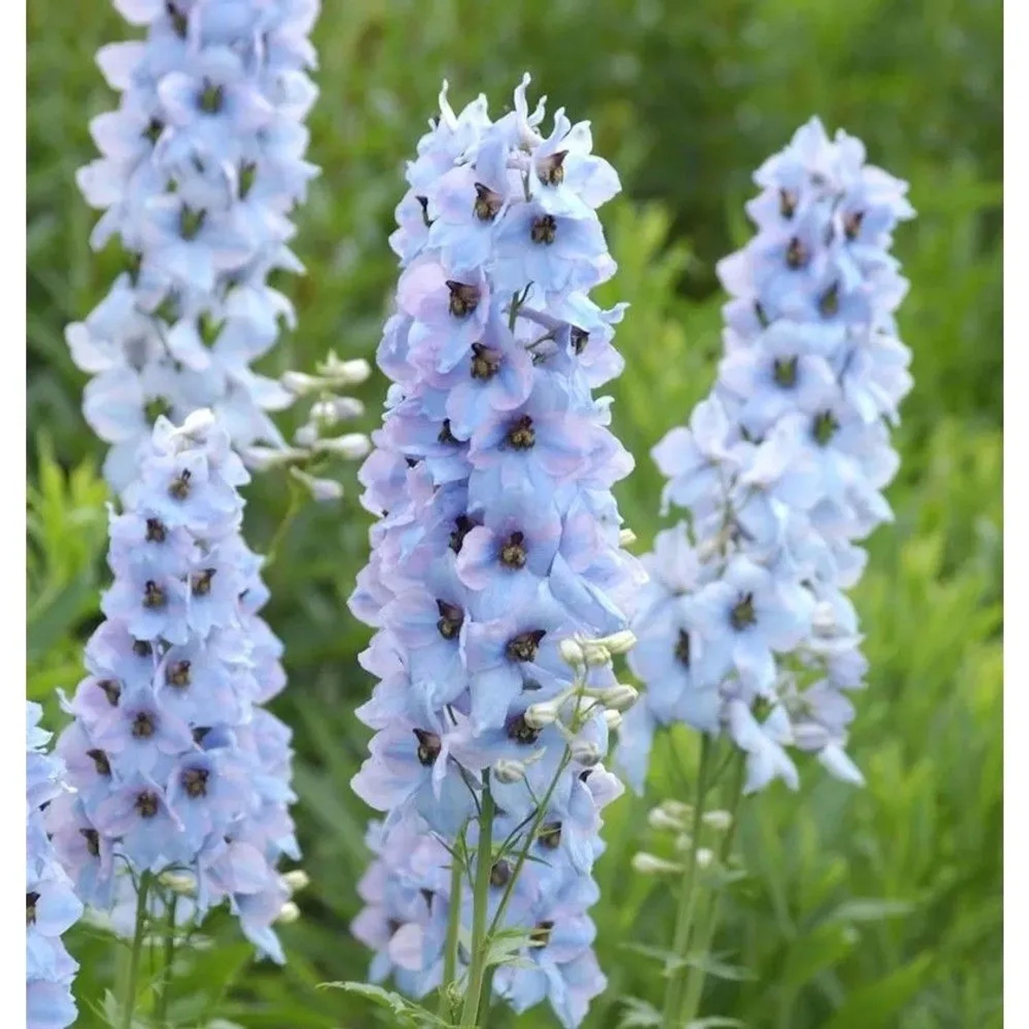 Hoher Rittersporn Morgentau - Delphinium elatum