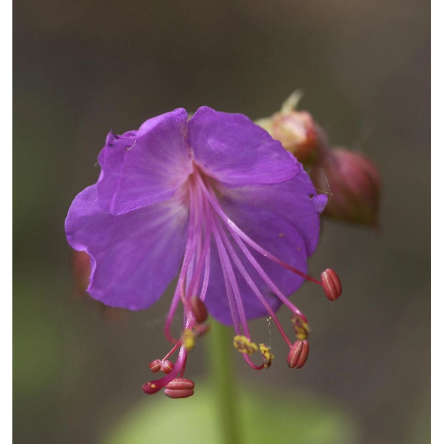 Balkanstorchschnabel Olympos - Geranium macrorrhizum günstig online kaufen