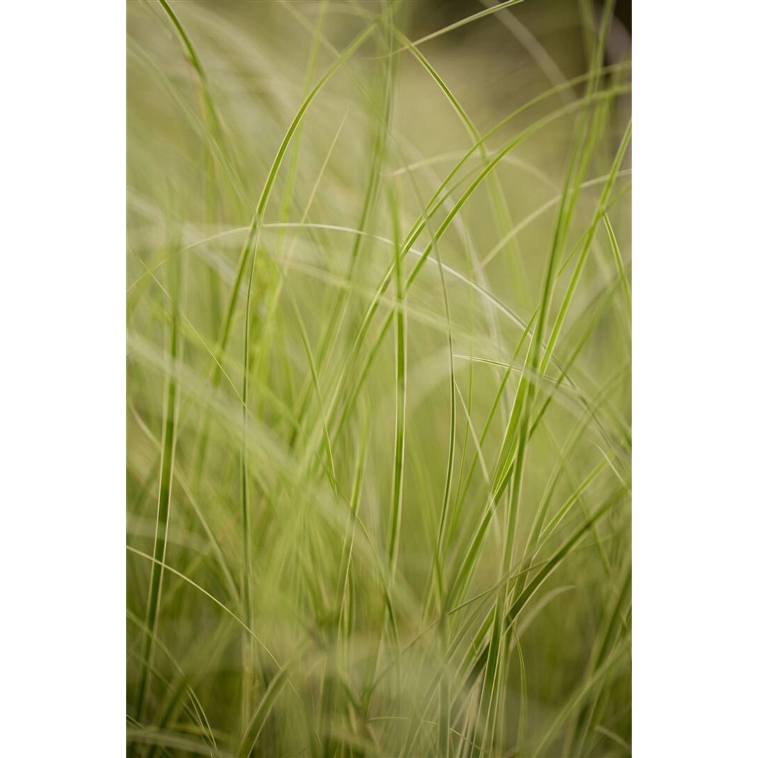 Carex Brunnea Variegata Ziergras Grün-Weiß 2 Liter Container günstig online kaufen