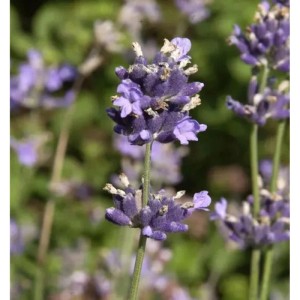 Nahaufnahme einer blühenden, violetten Lavandula latifolia (Breitblättriger Lavendel) Staude.