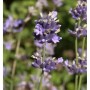 Breitblättriger Lavendel - Lavandula latifolia_2