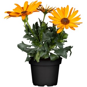 Kapkörbchen Margerita Orange im Topf, Osteospermum ecklonis, Stehpflanze mit orangen Blüten.