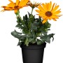 Kapkörbchen Margerita Orange im Topf, Osteospermum ecklonis, Stehpflanze mit orangen Blüten.