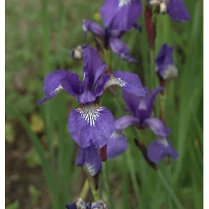 Sibirische Wieseniris - Iris sibirica