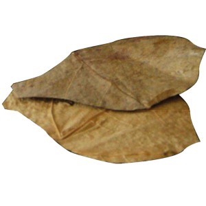 Nano Seemandelbaumblätter, natürliche Nahrungsergänzung für Welse im Aquarium.