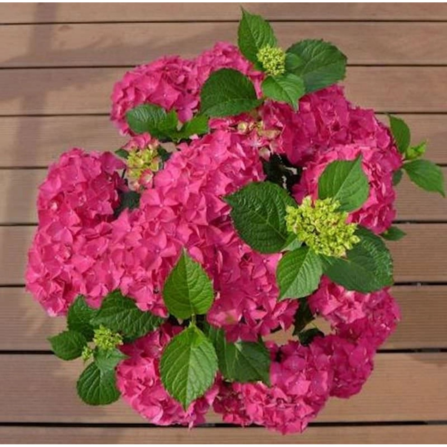 Bauernhortensie Red Angel 30-40cm - Hydrangea macrophylla günstig online kaufen