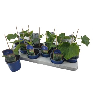 Kiepenkerl Schlangengurke Mini Cucumissa im Topf, junge Gurkenpflanzen auf einem Tray.