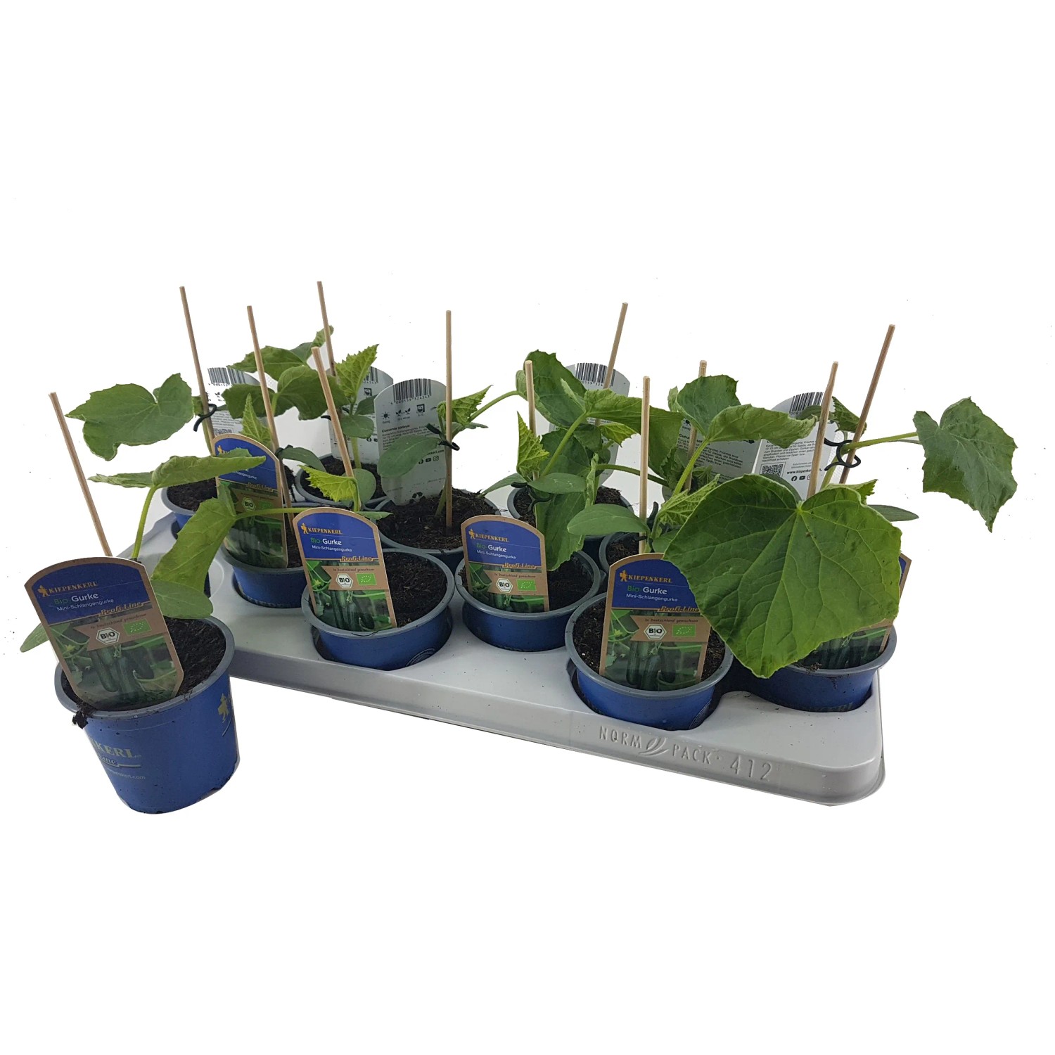 Kiepenkerl Mini-Salatgurke "Deltastar" Topf-Ø ca. 10,5 cm Cucumis sativus