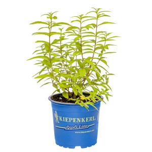 Kiepenkerl Zitronenverbene im Topf, grüne Blätter. Aromatische Kräuter für Küche und Garten.