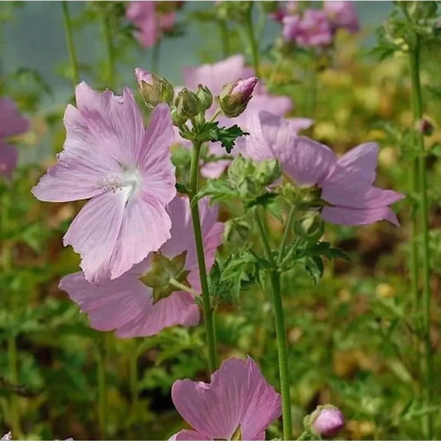 Rosen Malve Fastigiata - Malva alcea