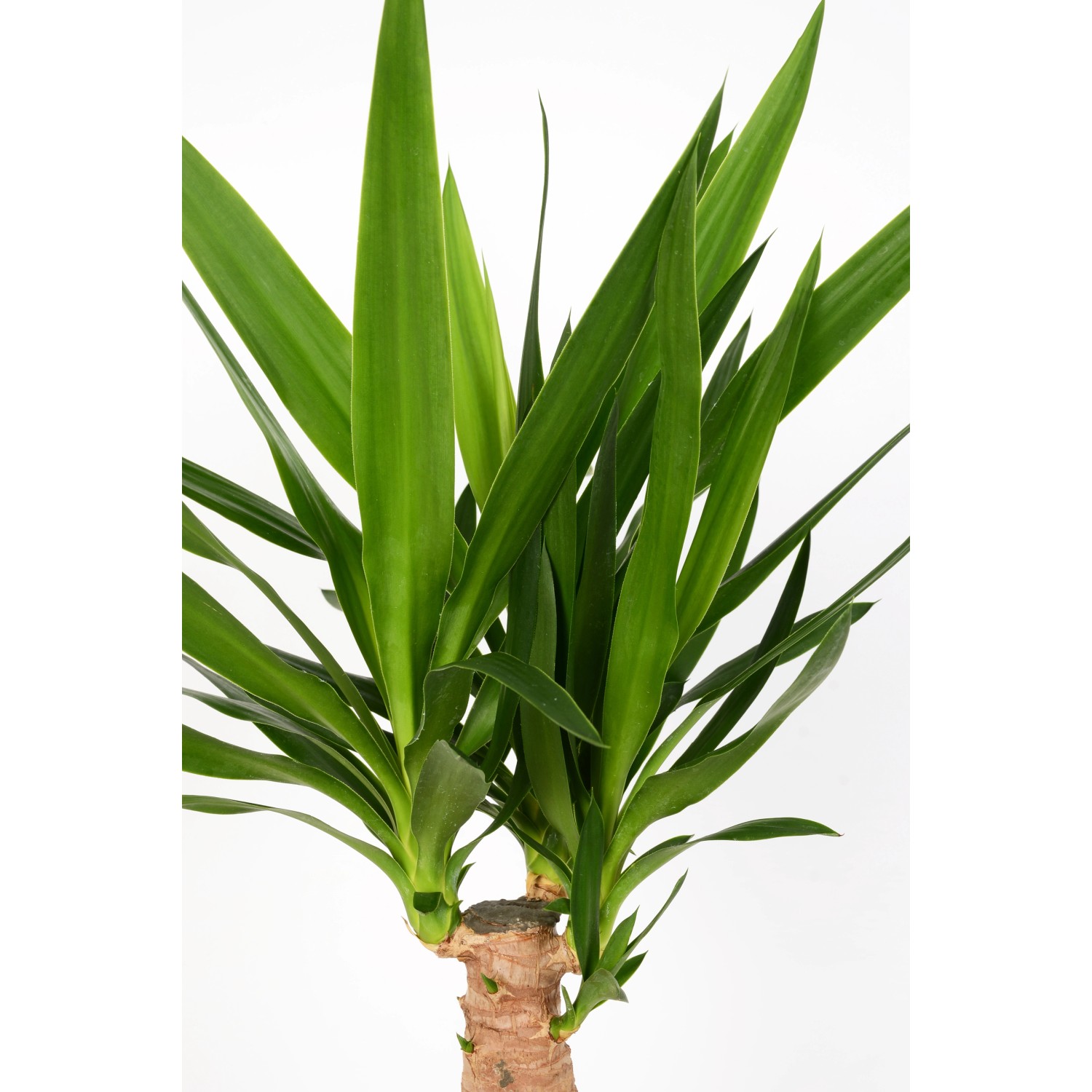 Palmlilie Inca-Tree (Yucca) mit grünen Blättern im Topf, ca. 80-100cm hoch.