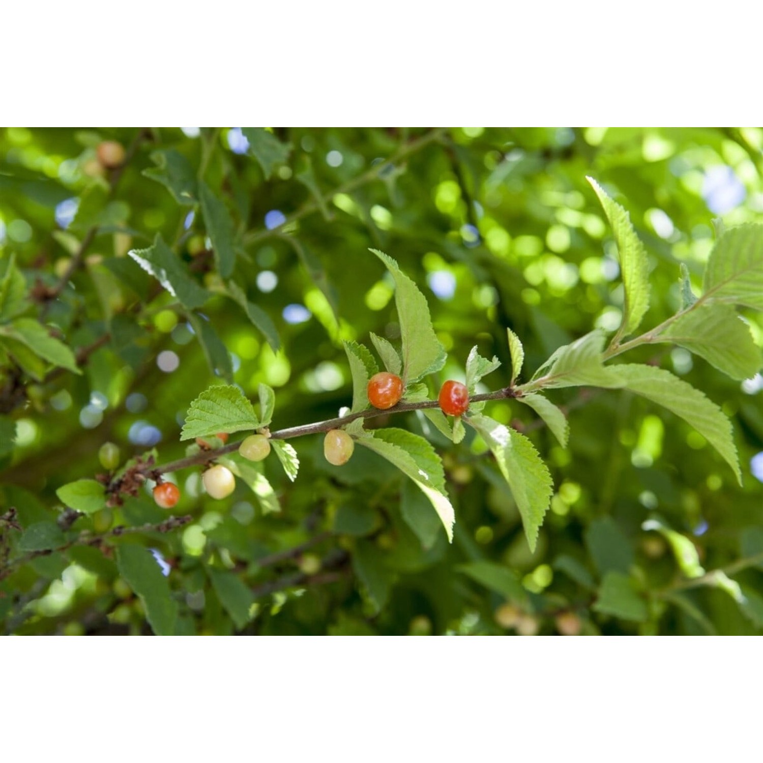Prunus Tomentosa Nanking-Kirsche 60–100 Cm Winterhart günstig online kaufen