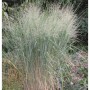 Rutenhirse 'Cloud Nine': Hohe Zierstaude mit filigranen Blütenständen im Garten.