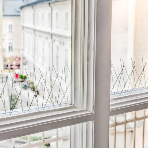 Windhager Taubenabwehr Classic auf Fensterbank montiert, Spikes aus Edelstahl schützen vor Vögeln.