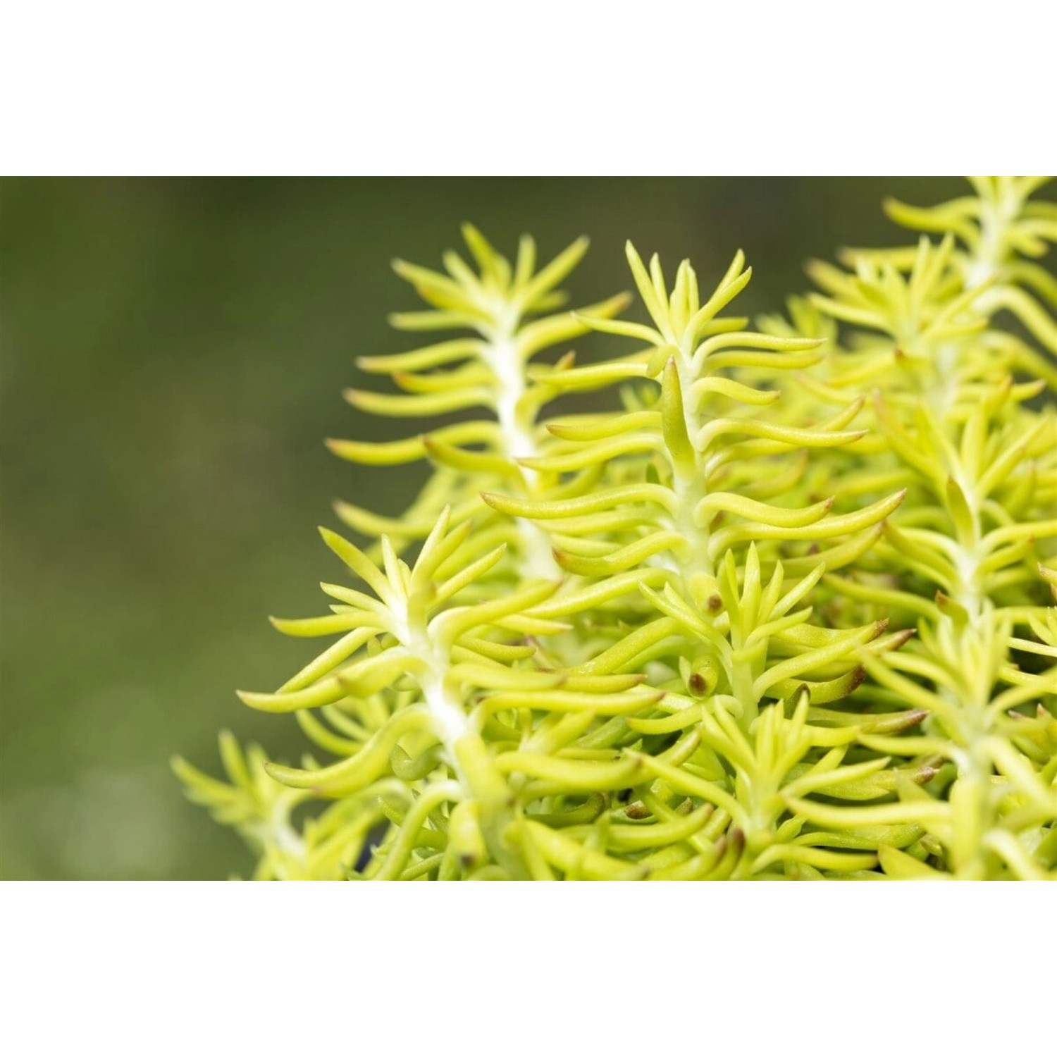 Sedum Reflexum Tripmadam Ca. 9x9 cm Topf Sukkulent günstig online kaufen