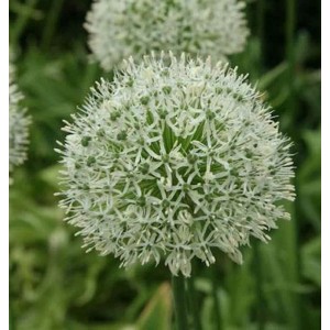 Zierlauch Mount Everest - Allium stipitatum