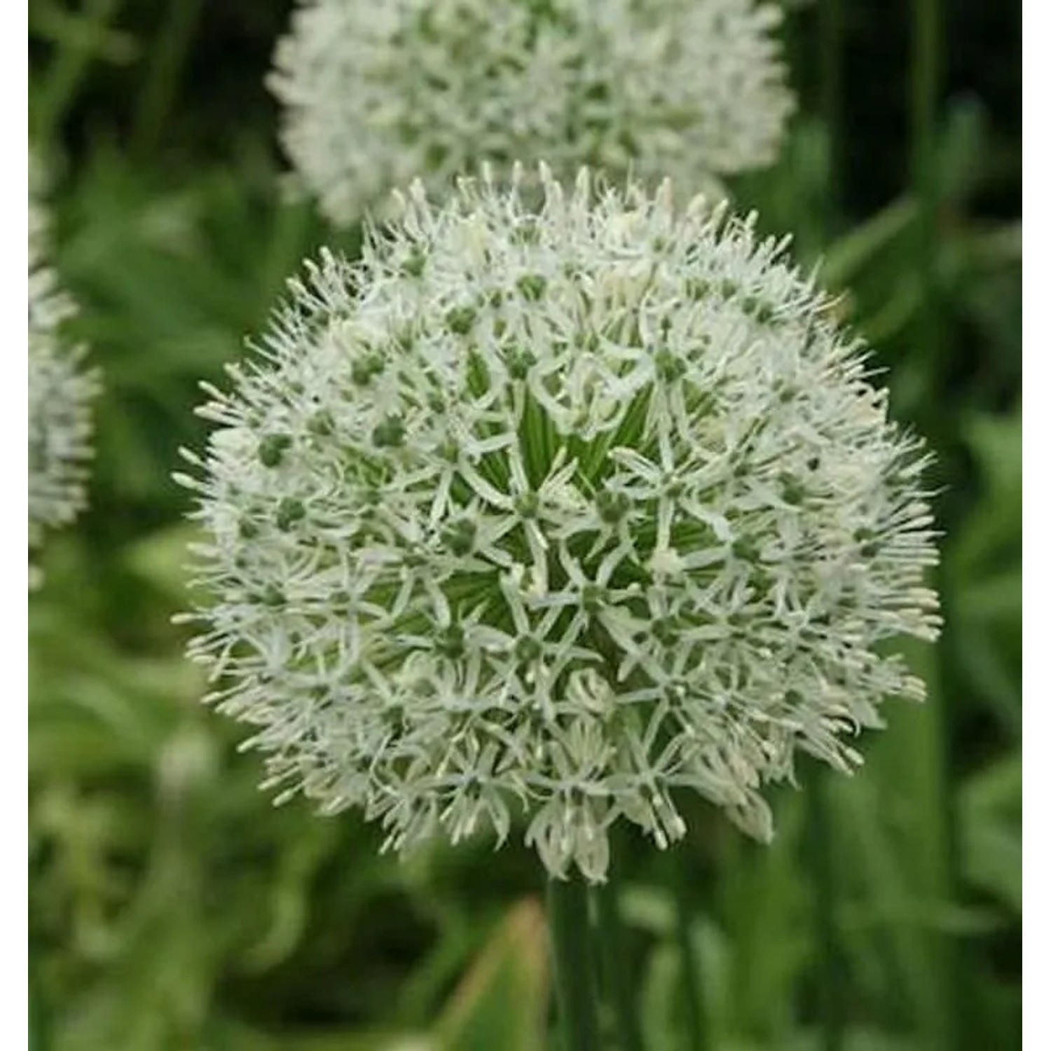 Zierlauch Mount Everest - Allium stipitatum