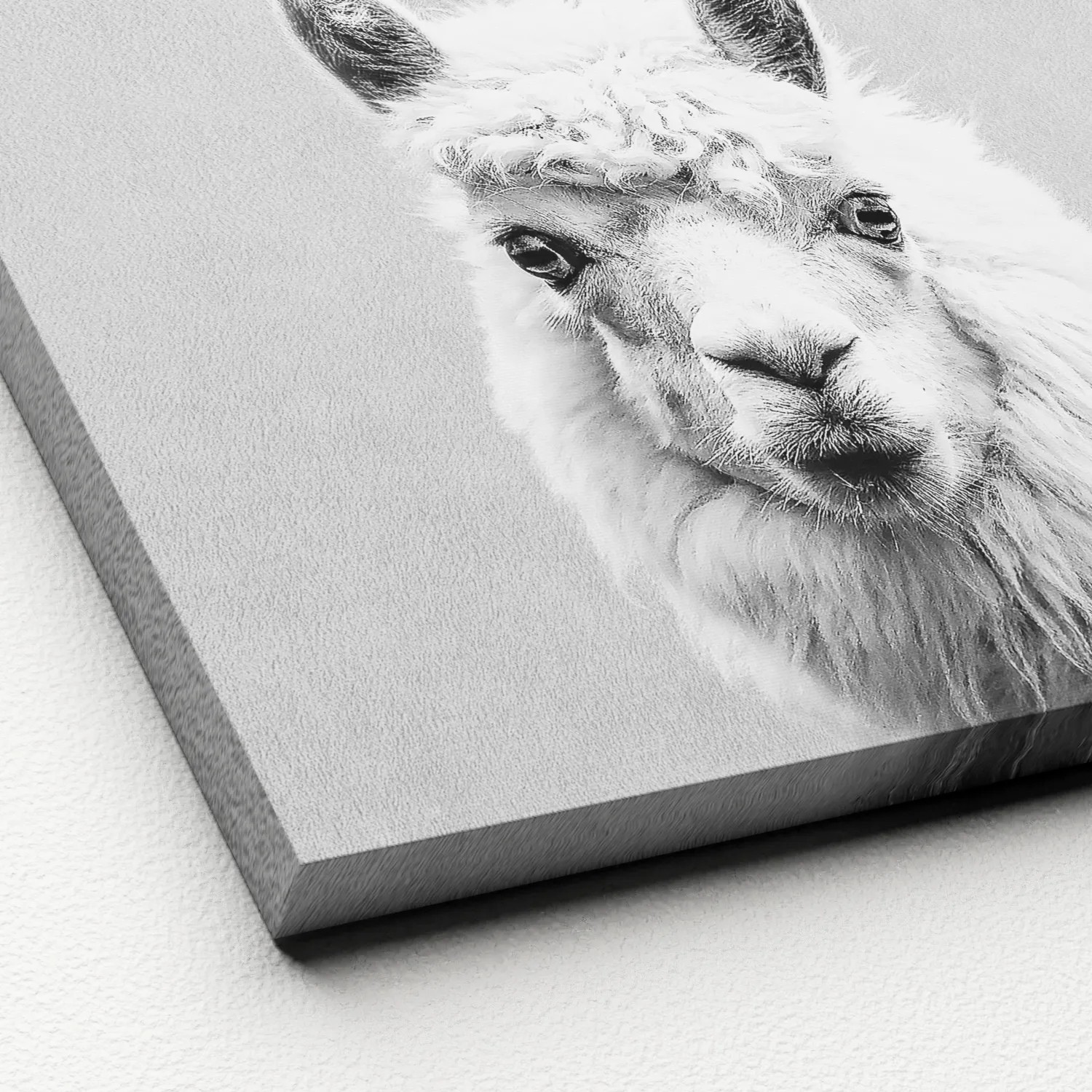Leinwandbild: Schwarz-weiß Porträt eines Lamas, 27x27 cm, moderne Wanddeko.