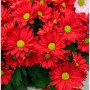 Herbstaster Duchess of Edinburgh - Chrysanthemum zawadskii