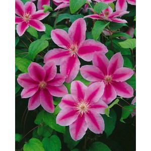Zweifarbige Clematis Hybride 'Babara Jackman' mit pink-weißen Blüten und grünen Blättern.