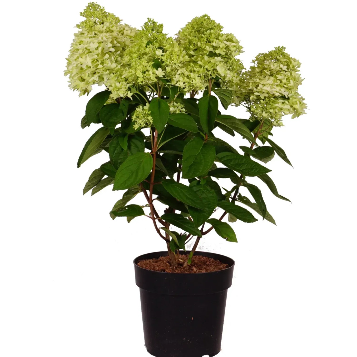 GROW by OBI Rispenhortensie Magical Kilimanjaro H ca. 50-60cm Topf 6 l