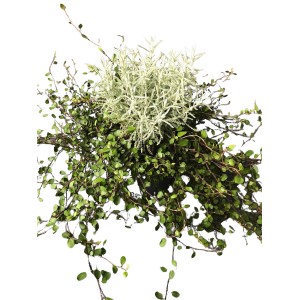 Drahtwein-Heiligenkraut Duo im Topf, Muehlenbeckia und Santolina, Strukturpflanzen für Herbstschale und Balkonkasten.