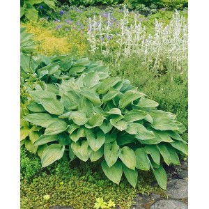Buschige, grün-weiße Gartenfunkie (Hosta Undulata Undulata) im Beet.