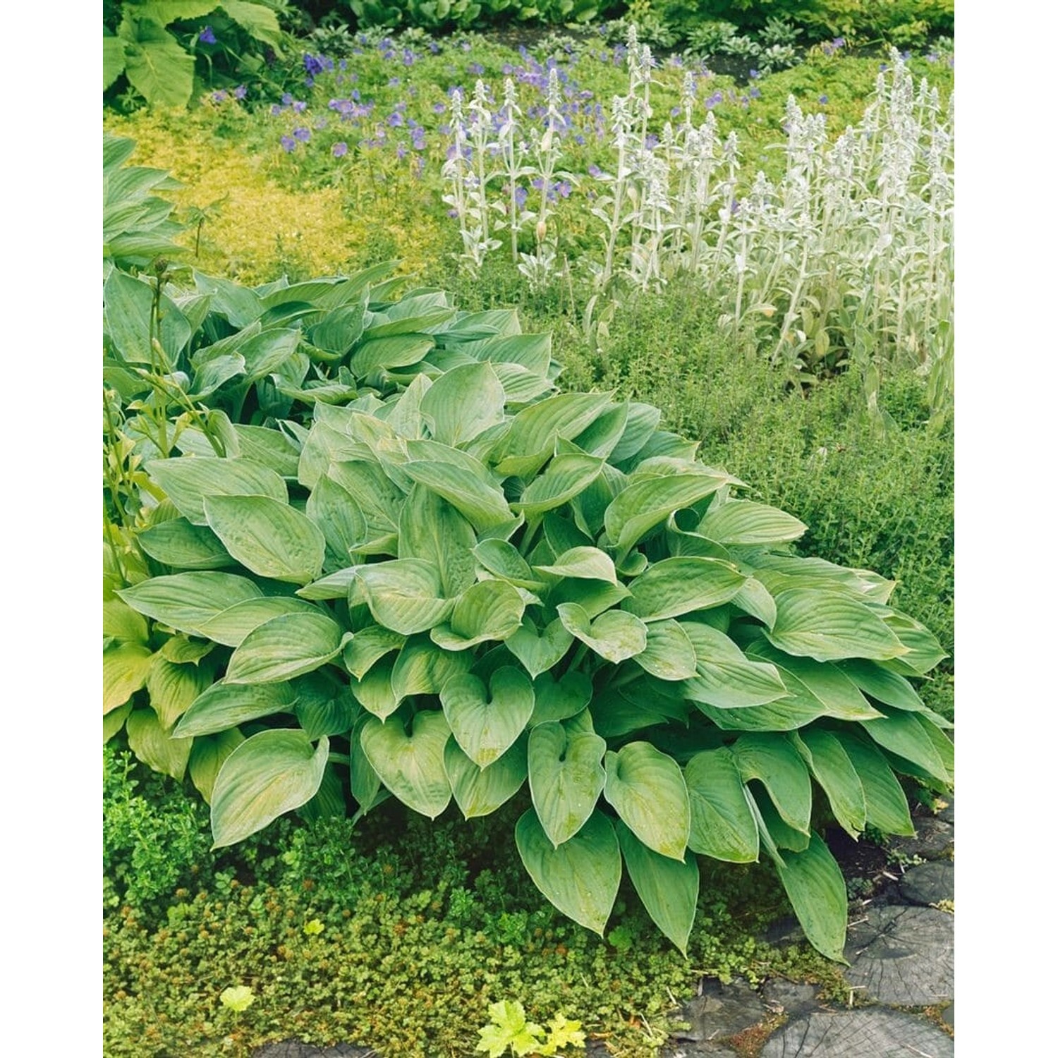 Hosta Undulata Undulata Gartenfunkie Ca. 11x11 cm Topf günstig online kaufen