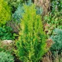 Goldgelbe Chamaecyparis 'Alumigold' Heckenpflanze, 60-80 cm hoch, im Gartenbeet.