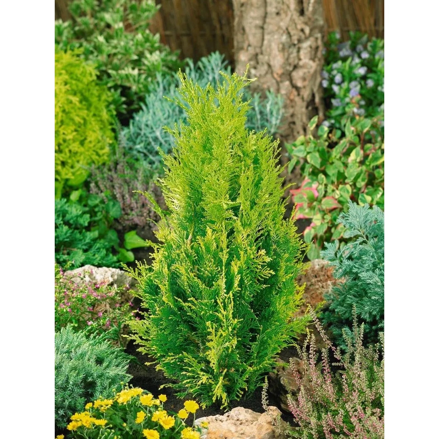 Goldgelbe Chamaecyparis 'Alumigold' Heckenpflanze, 60-80 cm hoch, im Gartenbeet.