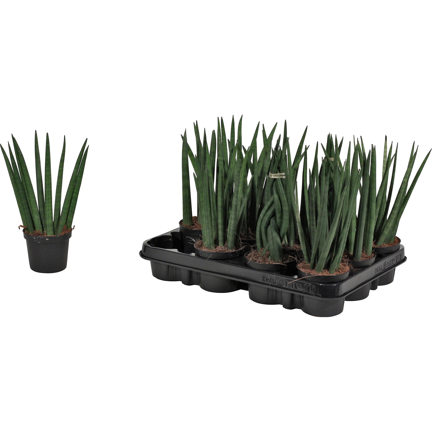 Bogenhanf Sansevieria zeylanica fan 12 cm kaufen bei OBI