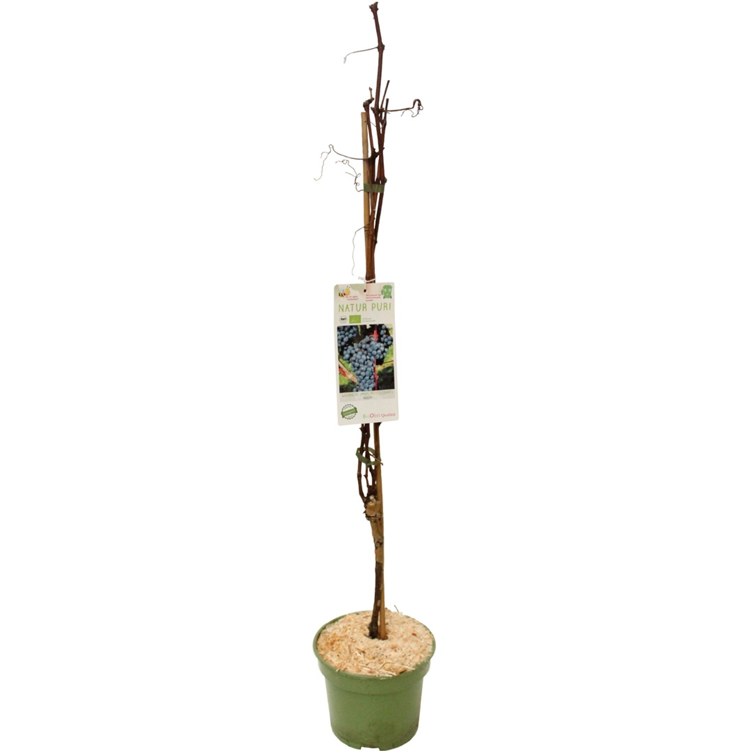 GROW by OBI Weintraube Regent Topf ca. 3 l Vitis vinifera