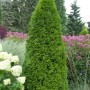 Smaragd Lebensbaum (Thuja occidentalis) 80-100cm im Garten, grüne Heckenpflanze.