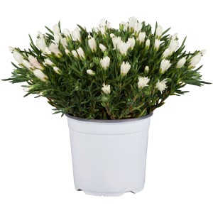 Mittagsblume im Topf, Sorte Delosperma cooperi, Blütenfarbe Gelb-Pink, ca. 13 cm Topf-Ø.