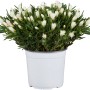 Mittagsblume im Topf, Sorte Delosperma cooperi, Blütenfarbe Gelb-Pink, ca. 13 cm Topf-Ø.