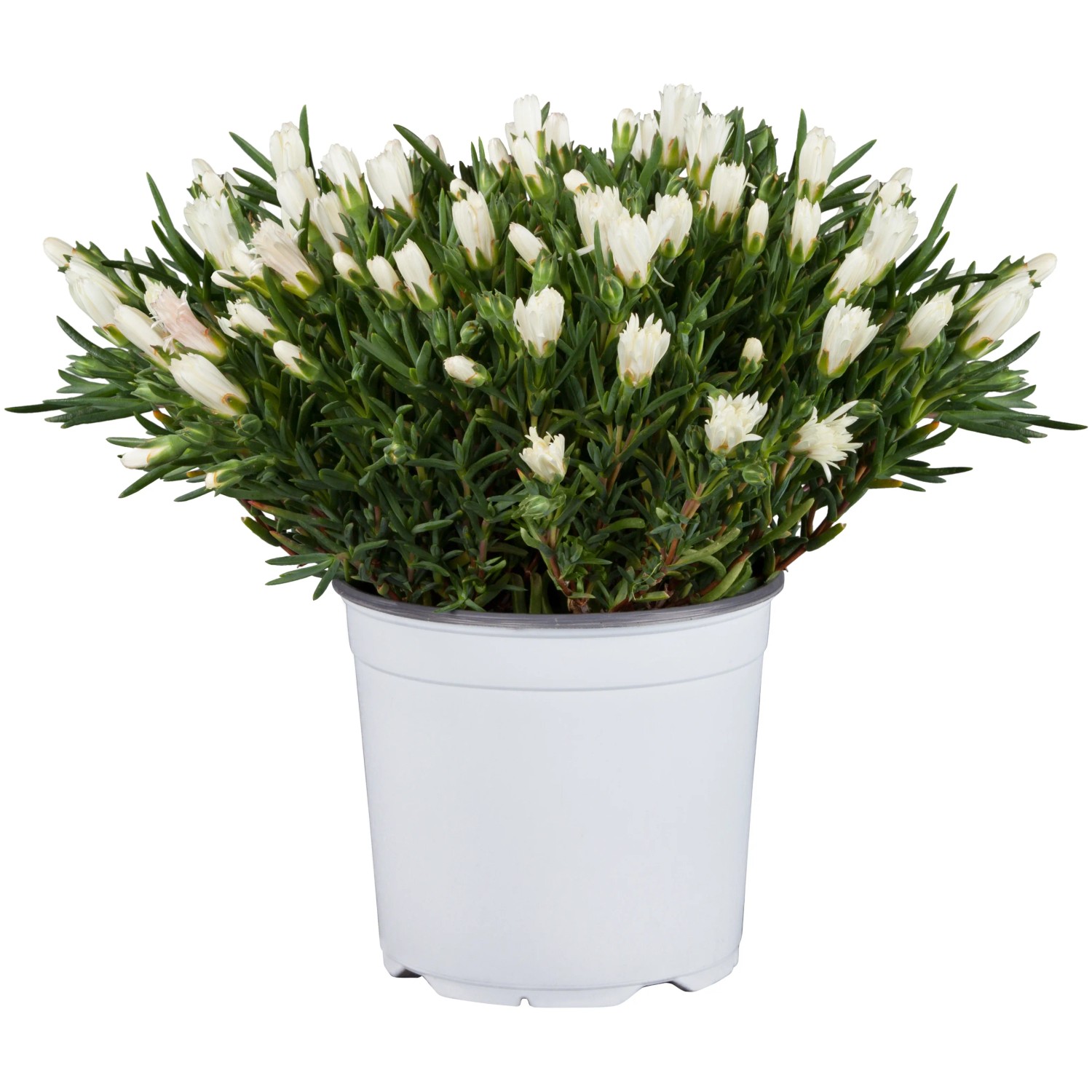 Mittagsblume im Topf, Sorte Delosperma cooperi, Blütenfarbe Gelb-Pink, ca. 13 cm Topf-Ø.