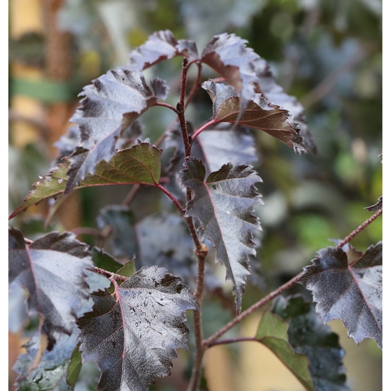 Rotblättrige Hängebirke Royal Frost 125-150cm - Betula pendula günstig online kaufen