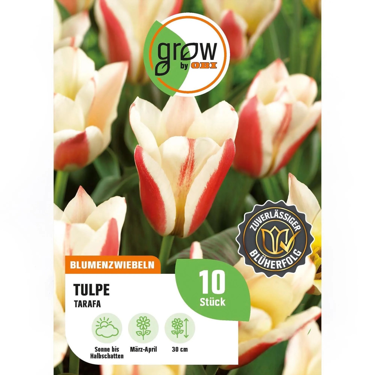 GROW by OBI Tulpe Tarafa Rot-Weiß 8 Stück Tulipa greigii Tarafa