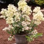 Rispenhortensie 'Wims Red' im Topf, weiße Blütenstände. Strauch für Garten und Beet.